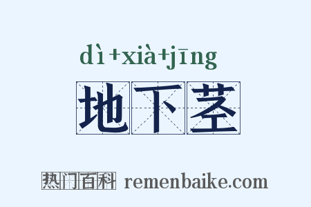 地下茎是什么意思的图片